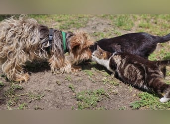 Gimli sucht ein einfühlsames Zuhause