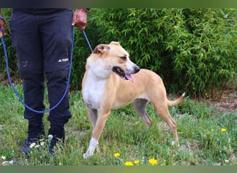 Goma, Labrador-Mix, lieb und sozial