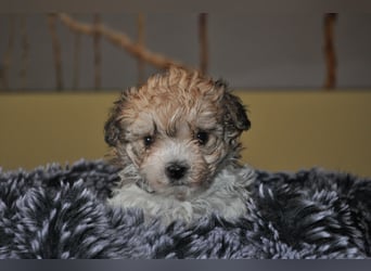 Wunderschöne Yorkipoo Welpen in Sonderlackierung