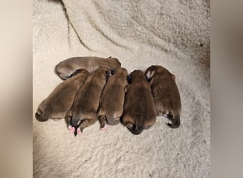 Wunderschöne Shiba Inu Welpen suchen ein liebevolles Zuhause!
