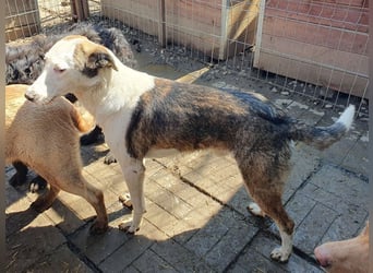 ♥NACHO♥ wunderschöner, verschmuster, aktuell zu dünner Jungrüde, der gemobbt wird 53 cm