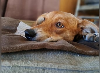 Walburga, !!! SOS !!!!  PS Oberkochen liebevolle, kleine Hündin sucht Ihr Körbchen