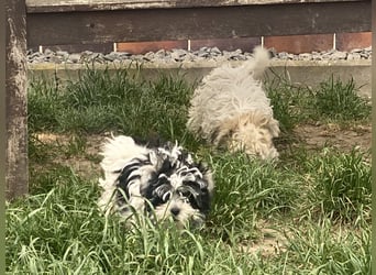 Wunderschöne Yorkipoo Welpen in Sonderlackierung