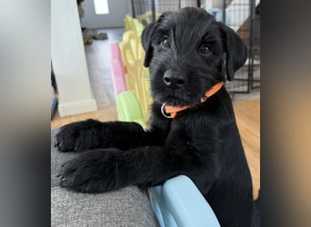 Mittelschnauzer Welpe Rüde