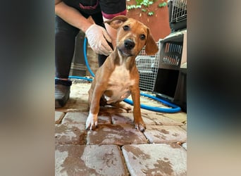 Mandy, geboren 25.03.2025, 29cm sucht ihr Zuhause