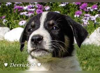 Derrick sucht ab Ende Juni ein liebevolles Zuhause