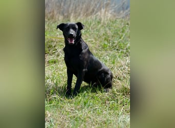 Freundlicher Familienrüde Persik❤️sucht ein liebevolles Zuhause