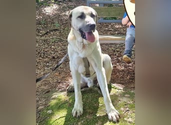 Riesen"Baby"Kangal♥Ares♥ 99718 Greussen
