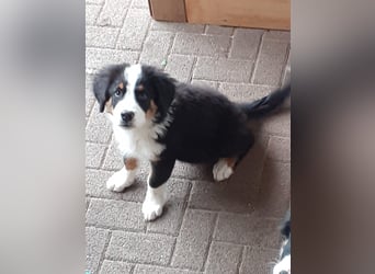 Bernersennen/Australian Shepherd Rüde TAMME  ,9 Monate alt