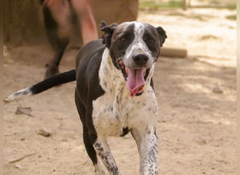 Casimo, Mix Labrador / Pointer, lieb und sozial