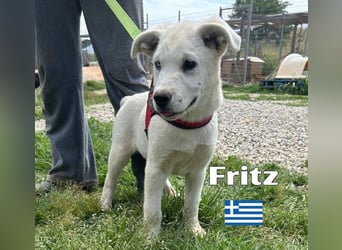Fritz,geb.02/25,griech.Schäferhundrüde sucht seine Familie