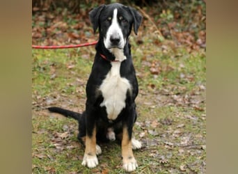 DEWEE – Berner Sennen-Labrador-Mix aus Mornac