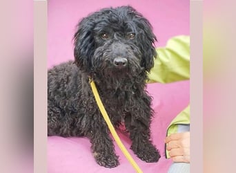 schmusige Puli-Hündin XENA - 2 Jahre, 40cm/12kg 