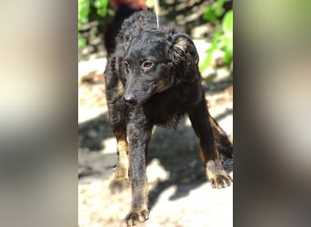 LARA Hundebaby in Lebensgefahr