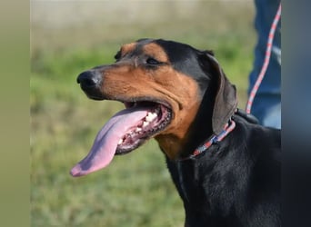 NOTFALL - „Lena“, hält den Stress im Tierheim nicht aus. Ca. 2022 geb. Weint ganz doll im Zwinger