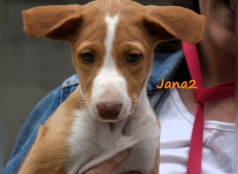 Jana2 geb. 03/2025 (ESP) - süße Podenco Ibicenco Welpin!