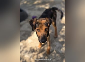 Jutta - unsere kleine Strandprinzessin sucht ihr Für-immer-Zuhause!