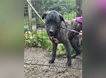 Jackpot - ein majestätischer Doggen-Mix sucht sein Königreich