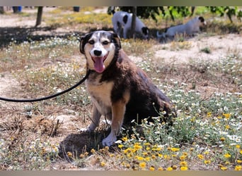 Tsuki, Mix Schäferhund / Berner Senne / Collie , lieb und verträglich