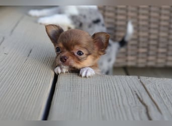 Supersüßes Mini Chihuahua Mädchen