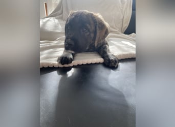 Wunderschöne Cane Corso Mix Welpen zu verkaufen in Formentino und gestromt