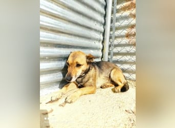 Notfall Leon-6 Jahre imTierheim