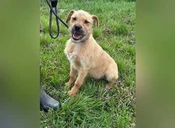 Jago, geboren 15.07.2024, 45cm sucht sein Glück