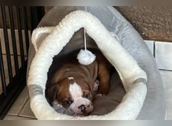 Continental Bulldog Welpen