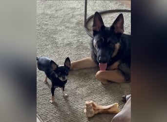 Lieber Schäferhund Rüde