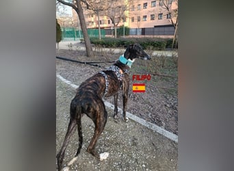 Filipo,geb.06/22,entspannter,unkomplizierter Galgo sucht seine Familie