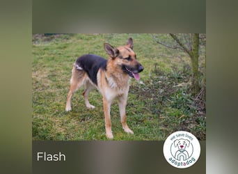 Flash – Dein Partner mit der kalten Schnauze