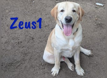 Zeus1 geb. 08/2024 (ESP) - sportlicher und cleverer, junger Labrador!