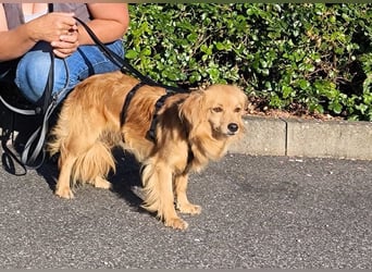 Bolota, Mix Dackel / Spaniel, noch schüchtern und ängstlich