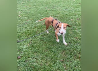 Moka Posavski Gonic Mischling Jagdhund Hündin sucht Zuhause für immer