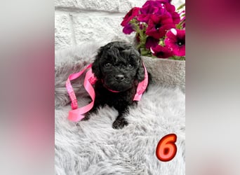 Wunderschöne Cockapoo/Cockerpoo Welpen