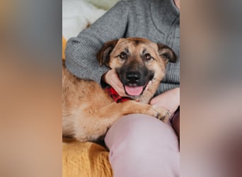 Hundemädchen Chloe sucht Familie