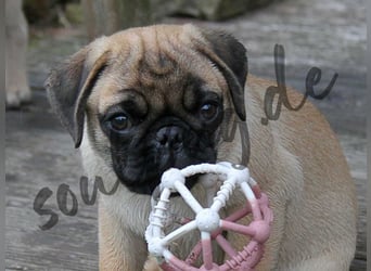 Mops 2.0 Welpen, Rüde, 13 Wochen, Ahnentafel CfdM / VDH / FCI