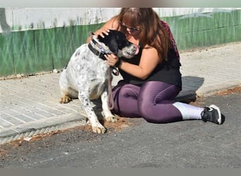Frohnatur THELMA-wurde von Familie ausgesetzt! Sie ist aktiv und liebt es zu spielen