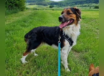 ❤️OLAF❤️ Bereits auf Pflegestelle in Deutschland