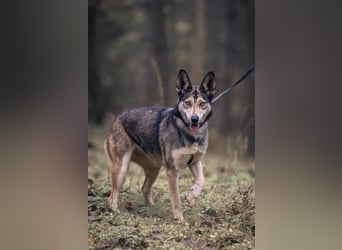 Dea, ca. 2 Jahre, 50 cm, wünscht sich ein aktives Hundeleben