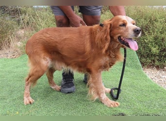Tiger, Epagneul Breton / Bretonenspaniel, lieb und verträglich