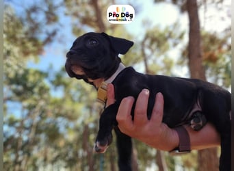 Hundebaby Sharik