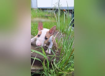 Mini bullterrier - Australian shepherd mix welpen