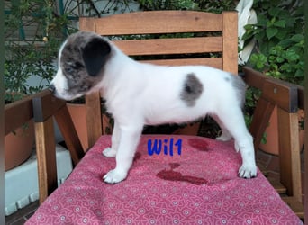 Wil geb. 05/2025 (ESP) - sportlicher Border-Collie-Mix Welpe!