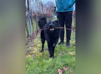 Bodhi - Neues Jahr, neues Glück? (67489 Kirrweiler)