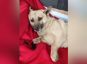 ⭐️TONI⭐️, Rüde, 2 Jahre, 34 cm, Mischling, Tierschutz