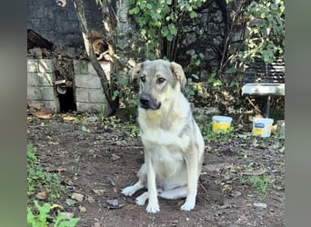 Capo Schäferhundmischling Rüde ca. 3,4 Jahre alt in Griechenland