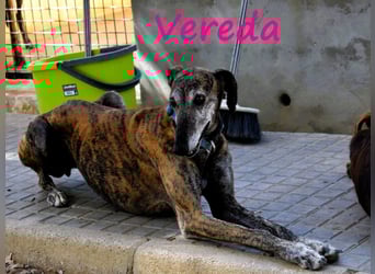 Vereda 06/2018 (ESP) - wundervolle, verschmuste und sehr liebevolle Galga!