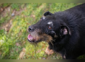 REENA - wer möchte mit mir Gassi gehen, spielen, lernen und mir ein Zuhause schenken?