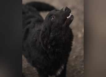 GORDI❤️liebes, verschmustes kroat. Schäferhund-Mix-Mädel
